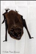 Eptesicus cfr. serotinus
